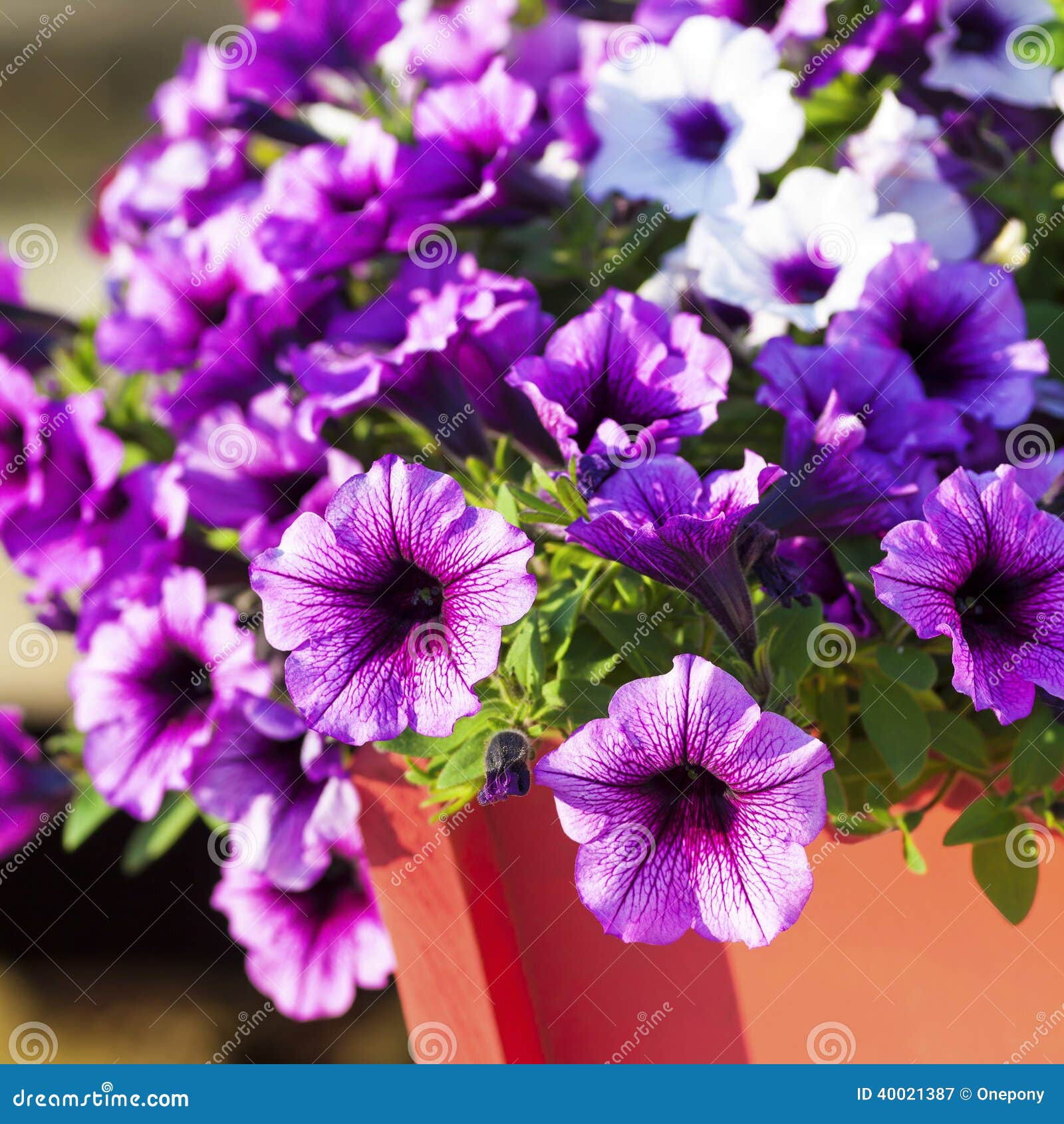 Multiflora Petunias stock image. Image of colorful, multiflora - 40021387
