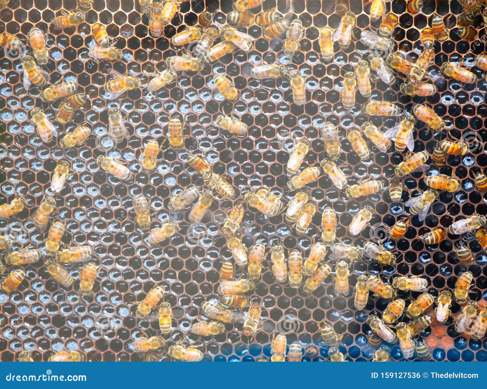 Multiple Bees in Bee Hive Making Honey Stock Photo Image of multiple