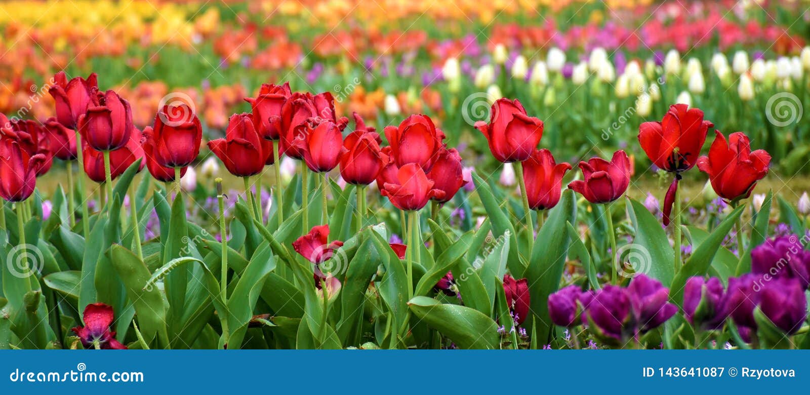 Multiple Colored Tulip Garden Stock Image Image Of Blossom