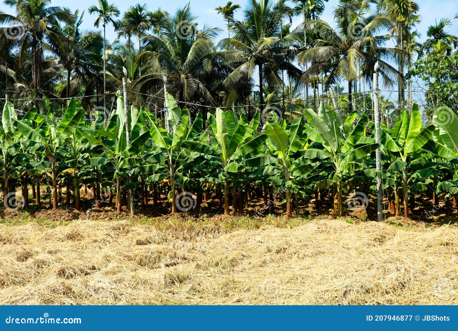 Multiple Cultivation , Paddy, Tapioca,Plantain, Coconut and Areca Nut ...