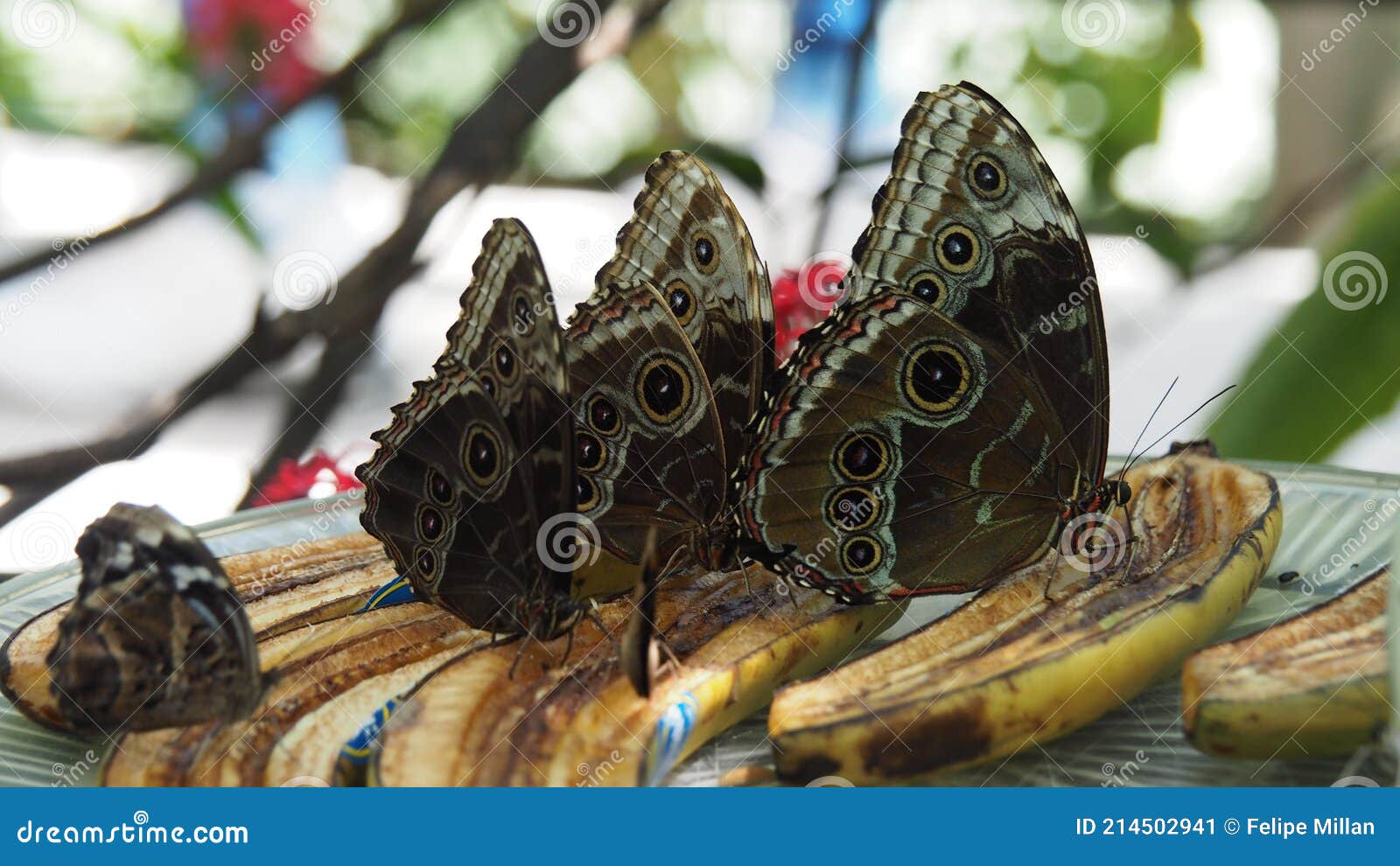 Multiple Emperor Butterflies Feed on Rotten Bananas Stock Image Image