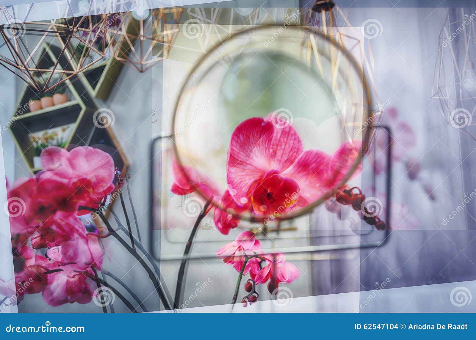Multiple Exposure of Flowers Stock Photo Image of flower, abstract 62547104