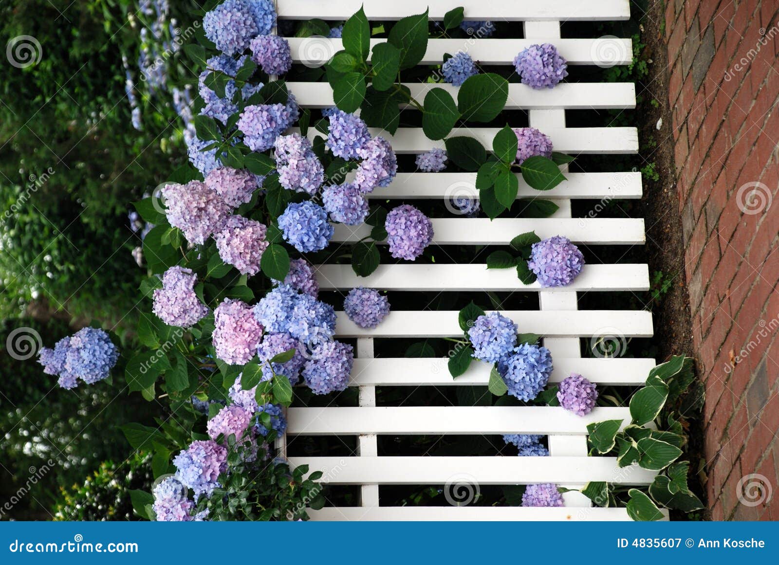 multiple hydrangea blooms