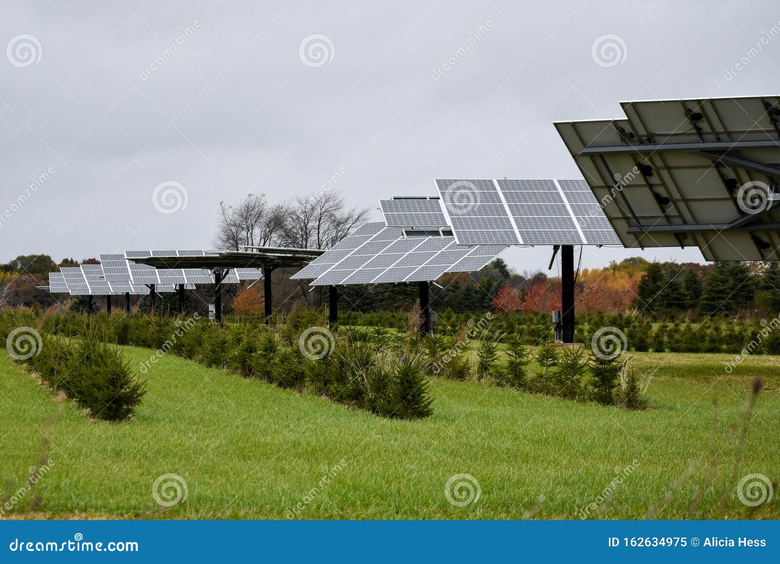 multiple large solar panels farm in tree nursery. pine saplings. renewable resources