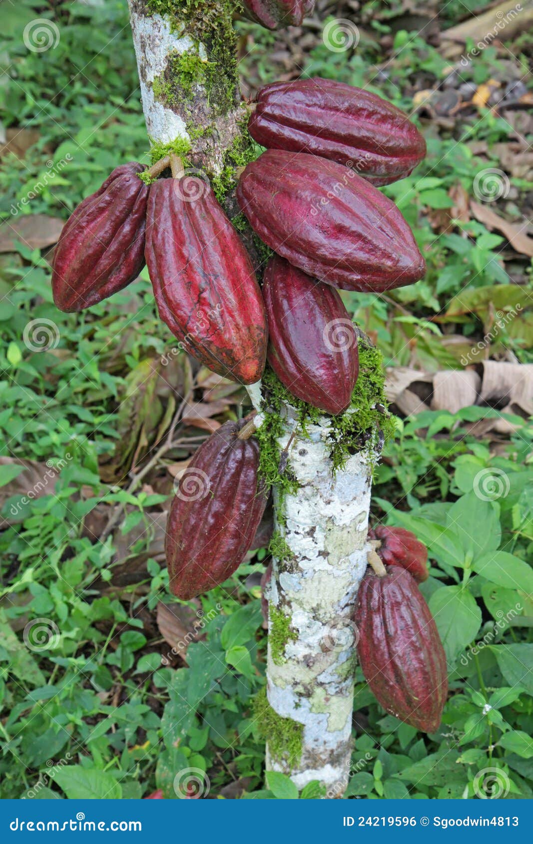 multiple pods of arriba cacao