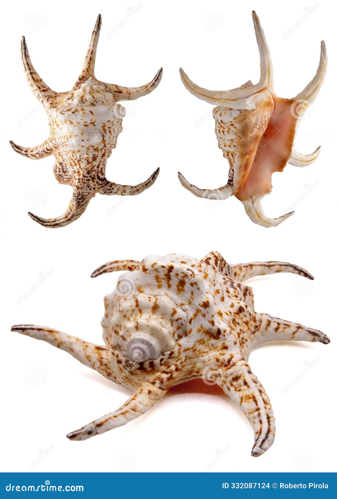 harpago chiragra conch on white background