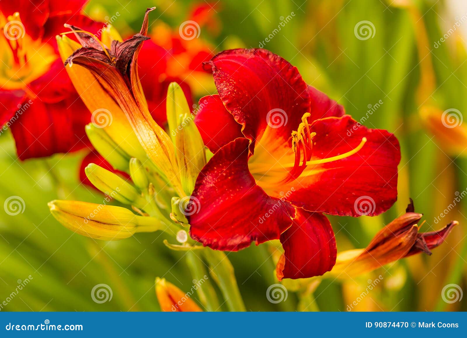 Multiple Red Lilies Some Open and Some Not Stock Photo Image of