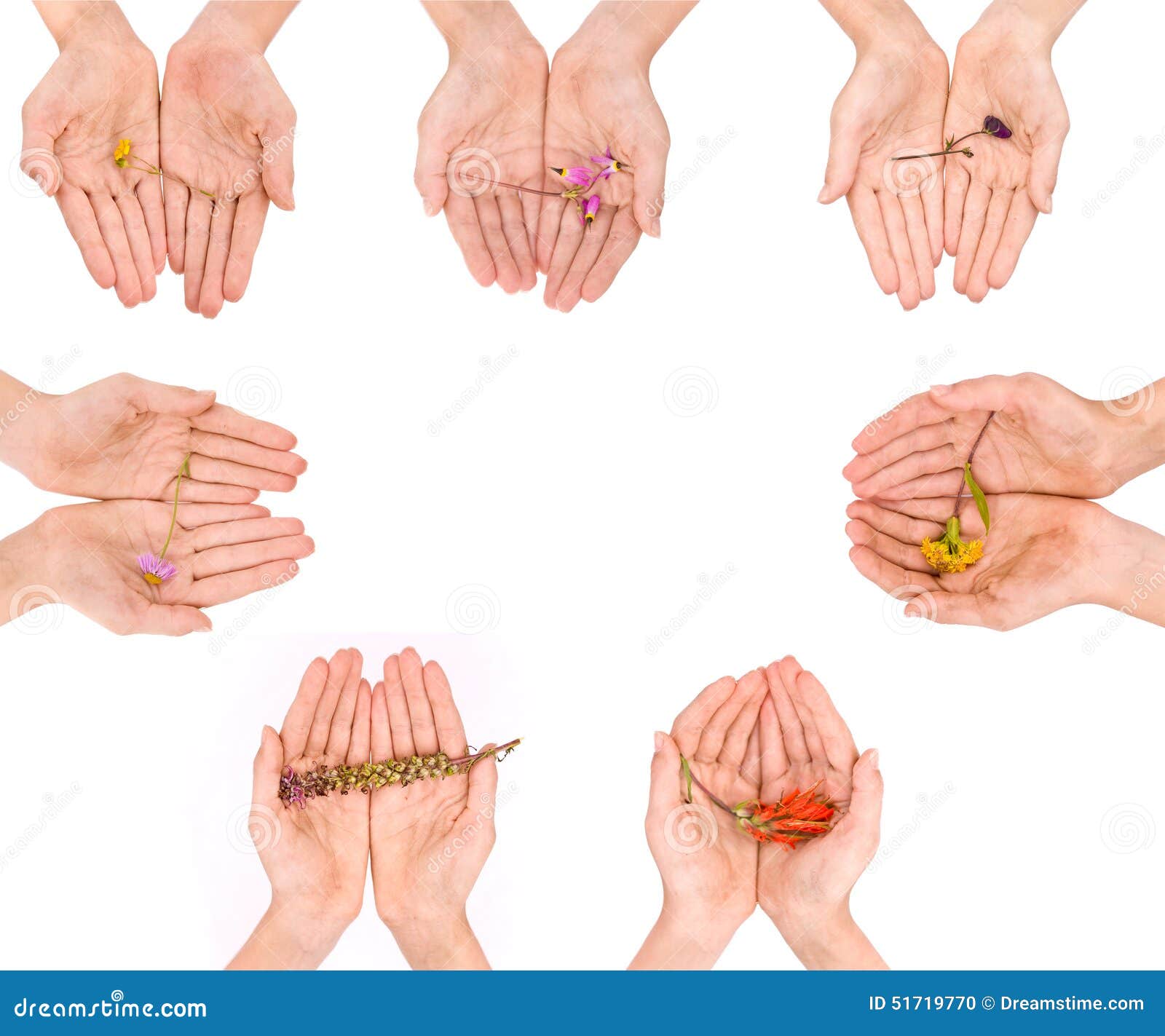 Multiple Sets of Hands Gently Holding Different Types of Flowers Stock