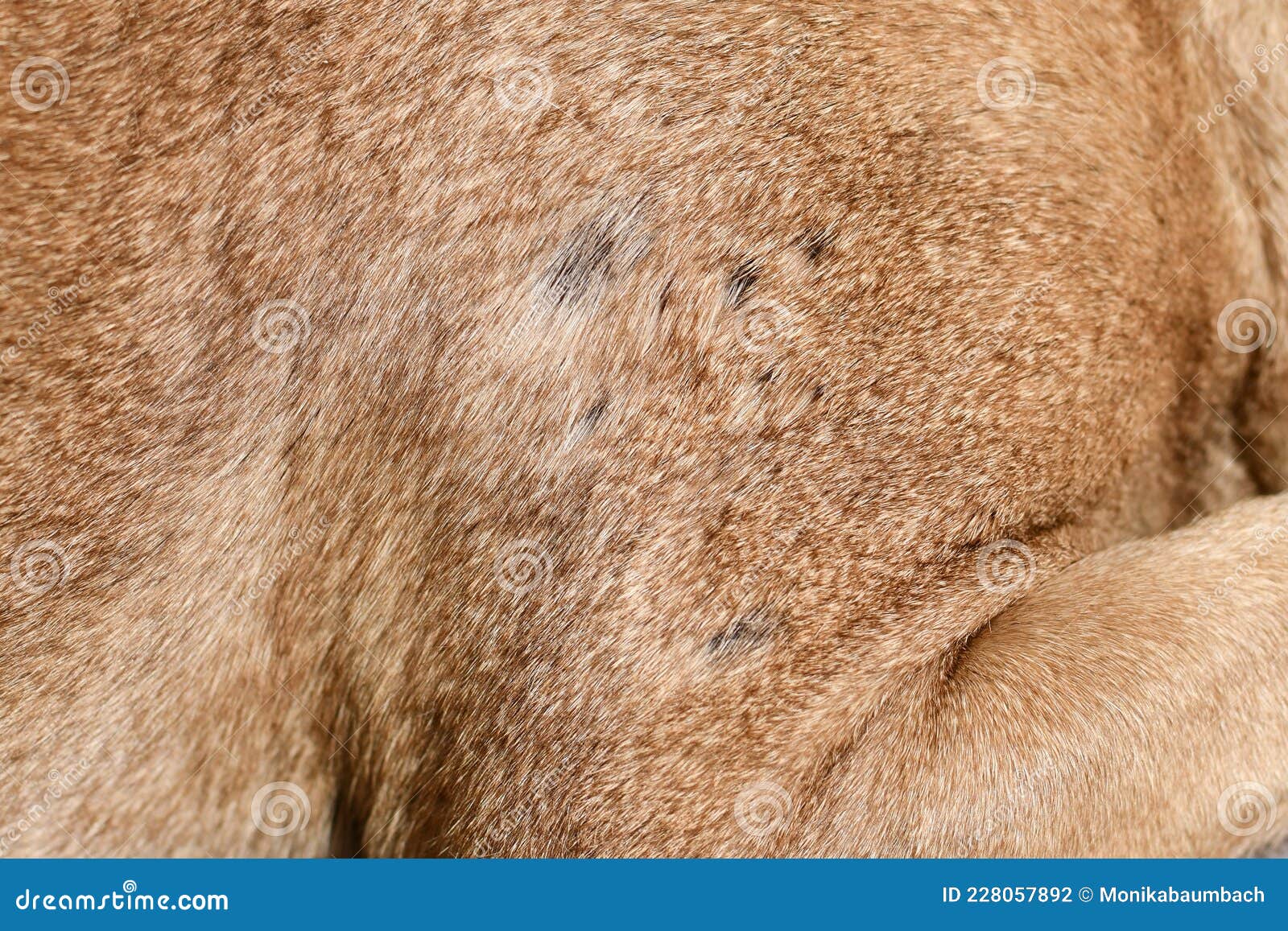 Multiple Small Bald Spot In Fur Of Short Haired Dog Stock Photo Image