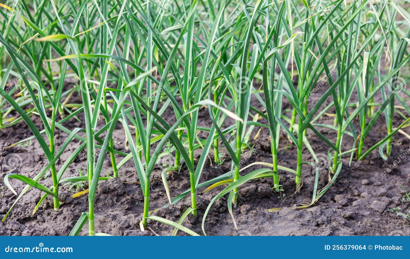 Multiple Stalks of Garlic Growing in Soil on Farm Stock Photo Image