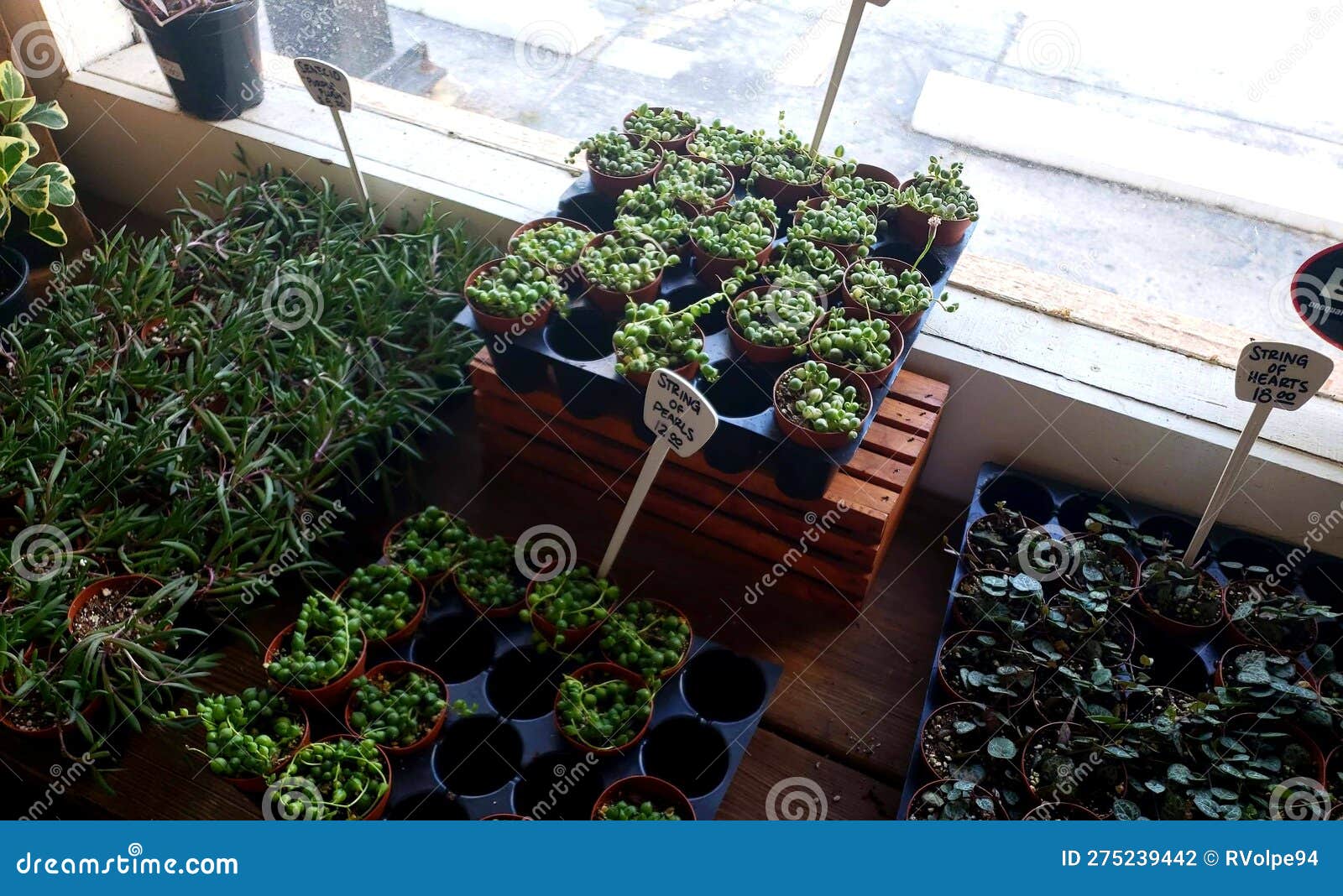 Succulent Plants on Display at Fancy Free Nursery in Tampa Florida, April 2021 Stock Photo