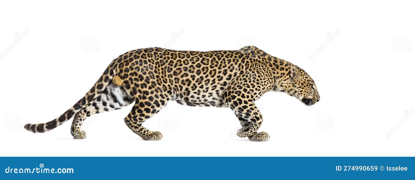 Side View of a Spotted Leopard Walking Away, Panthera Pardus, Isolated