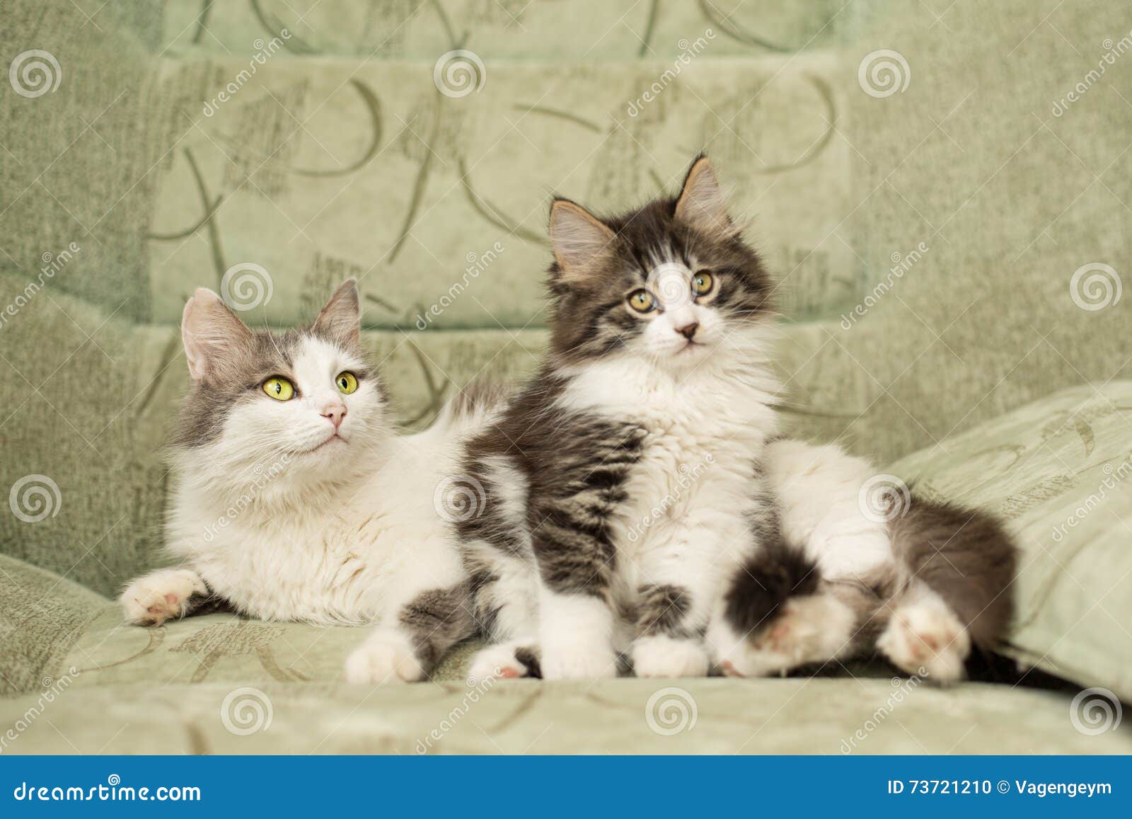 Mum cat and a cute kitten stock photo. Image of expression - 73721210