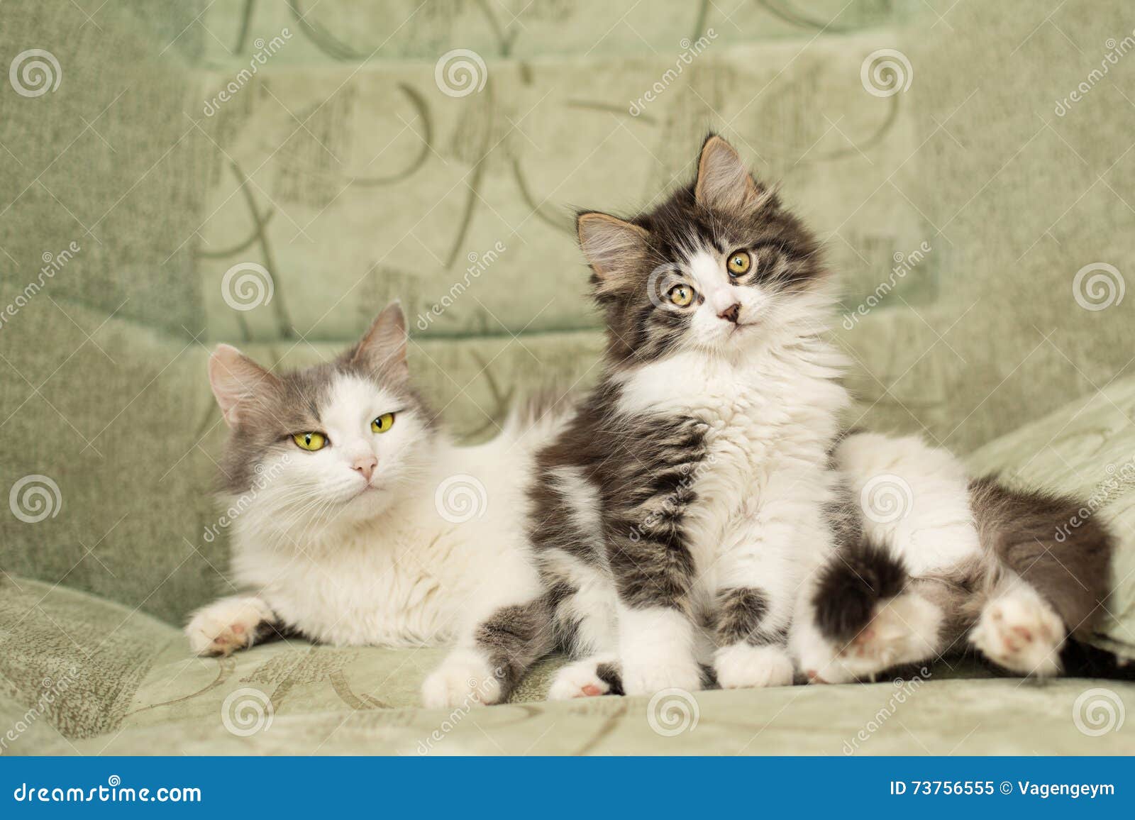 Mum cat and kitten stock image. Image of lovable, emotion - 73756555