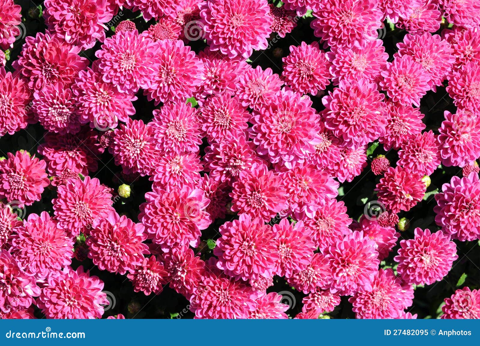 Mum flower stock image. Image of background, season, garden - 27482095
