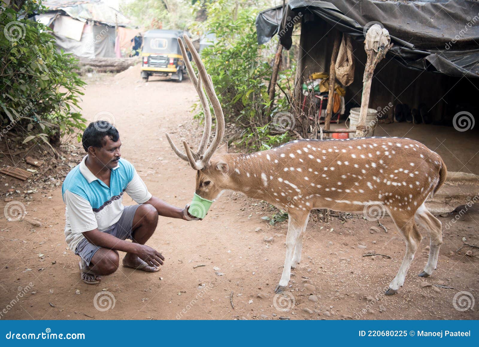 Deer at Sanjay Gandhi National Park Editorial Image - Image of maharashtra,  field: 220680225