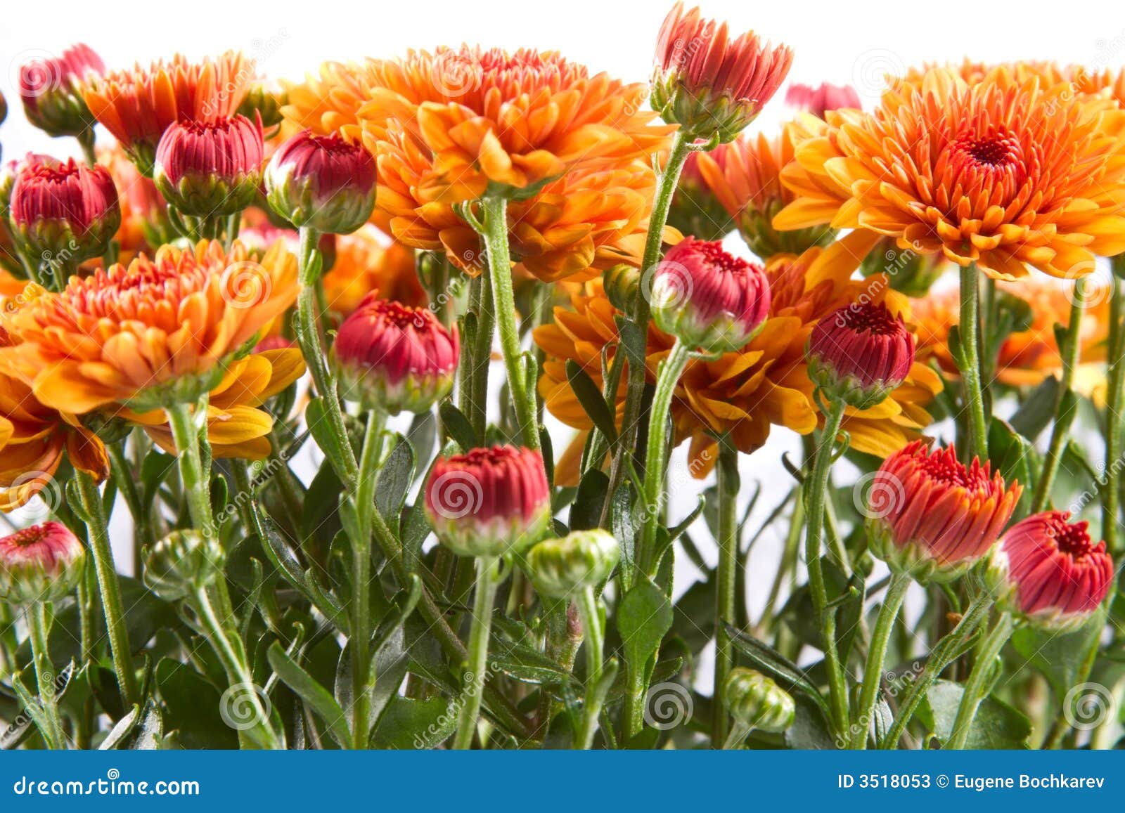 Mums background stock image. Image of gardening, backgrounds - 3518053