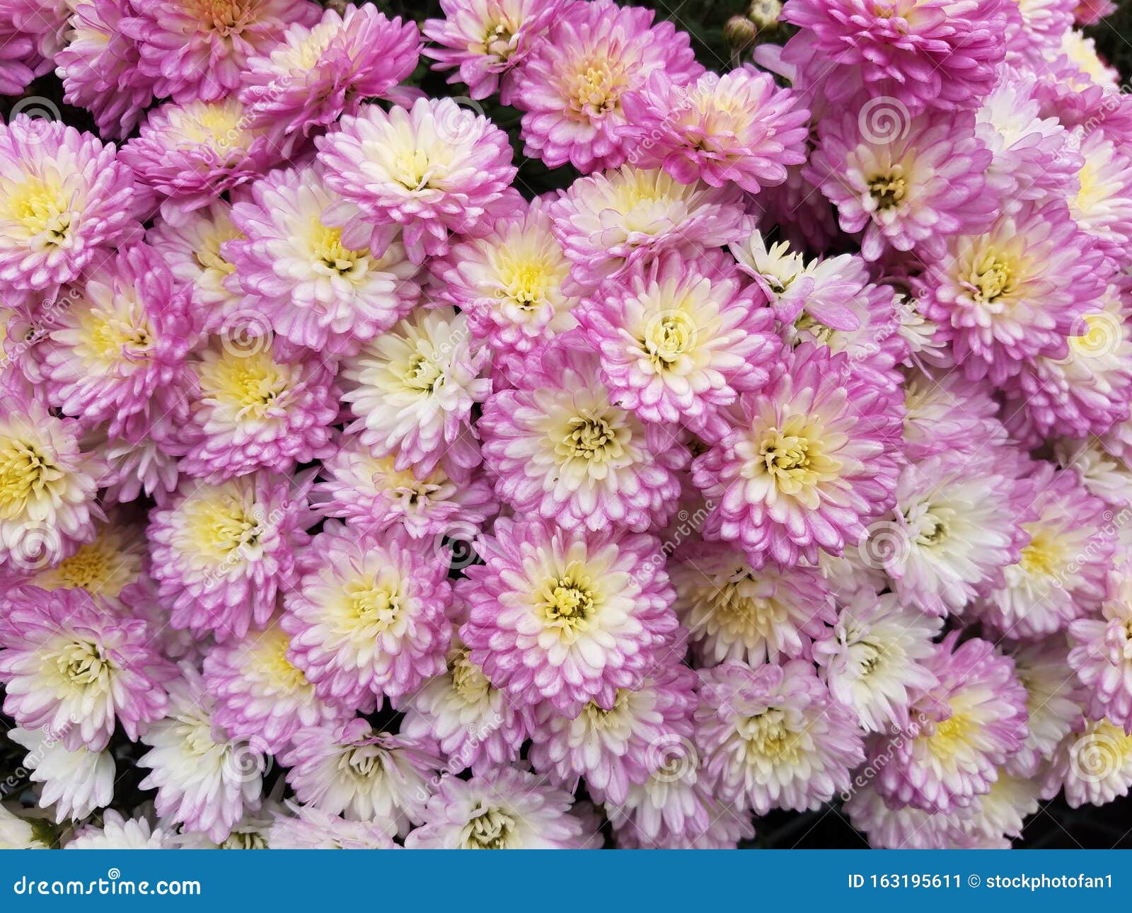 Mums Plant with Pink and Yellow Flower Petals Blooming Stock Image ...