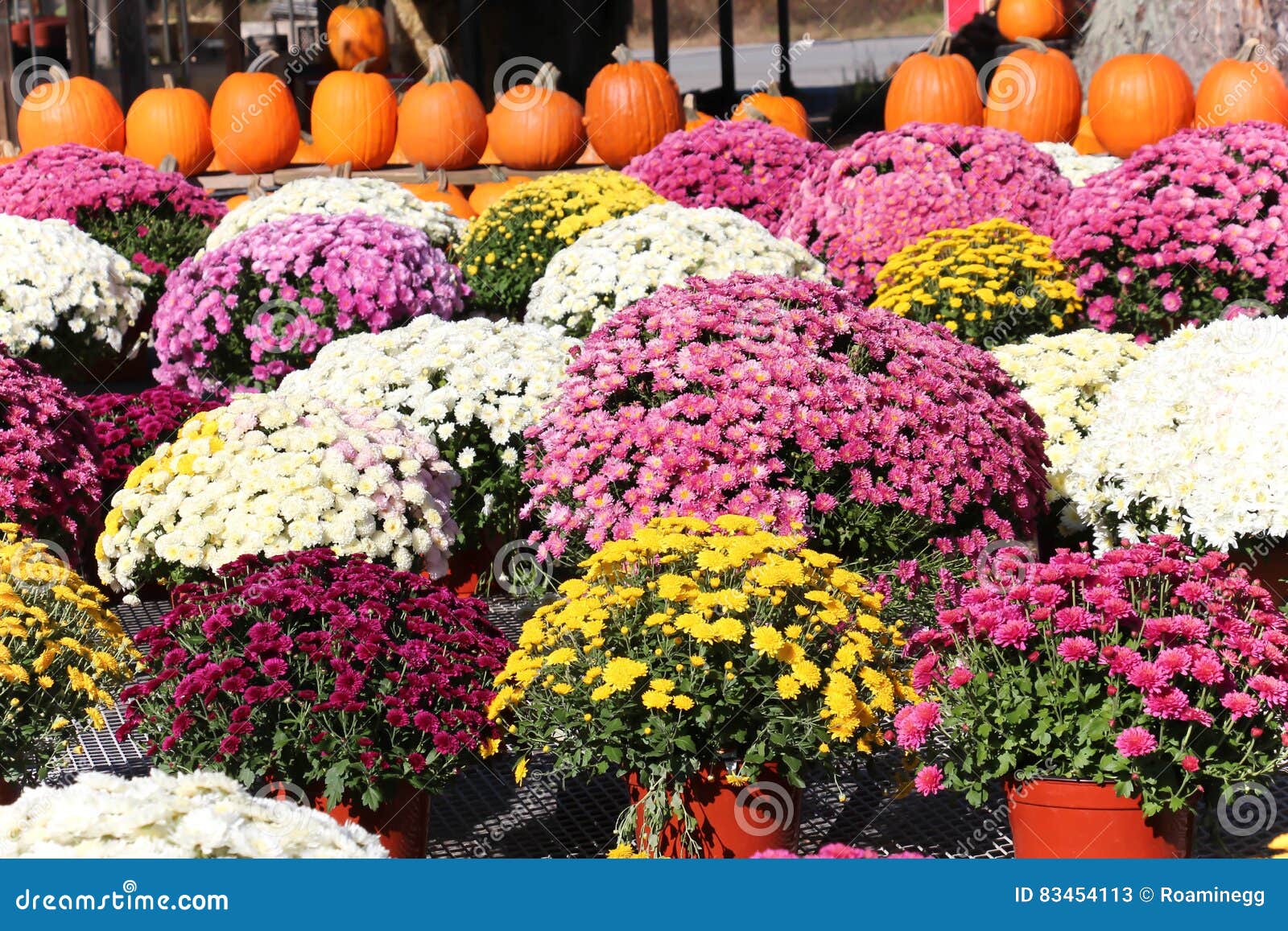 mums and pumpkins