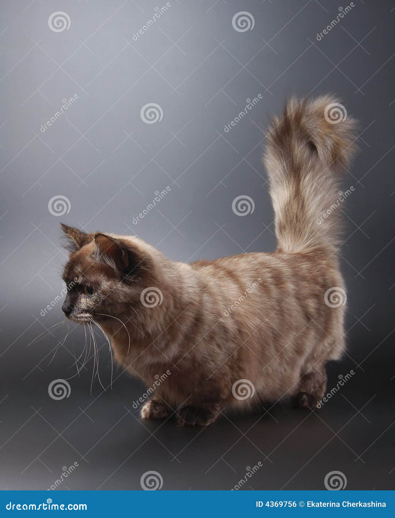 fluffy munchkin cat