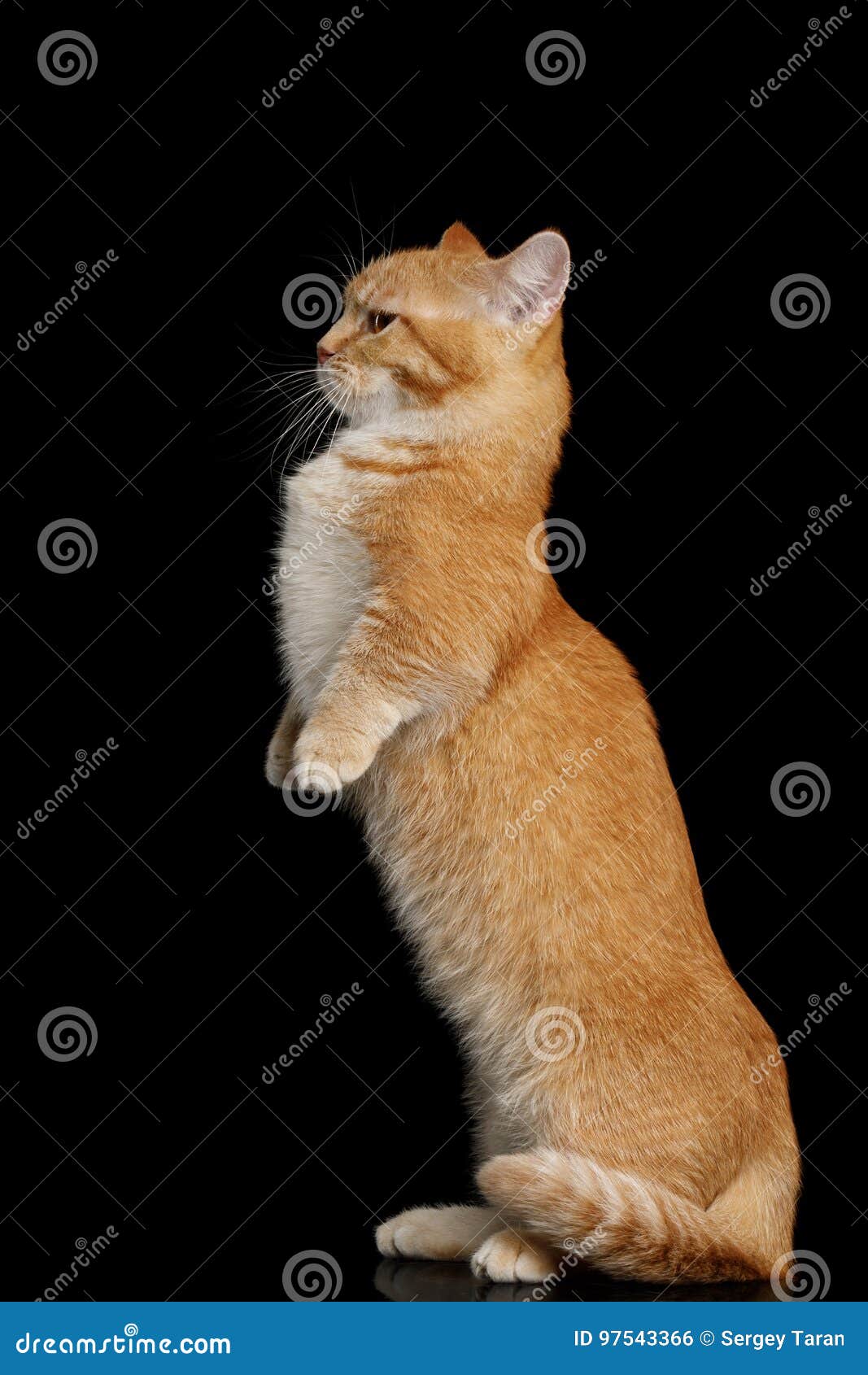 hierarki Revision himmel Munchkin Katt På Svart Bakgrund Arkivfoto - Bild av fluffigt, uppmärksamhet: 97543366 hierarki Revision himmel Munchkin Katt På Svart Bakgrund Arkivfoto - Bild av fluffigt, uppmärksamhet: 97543366