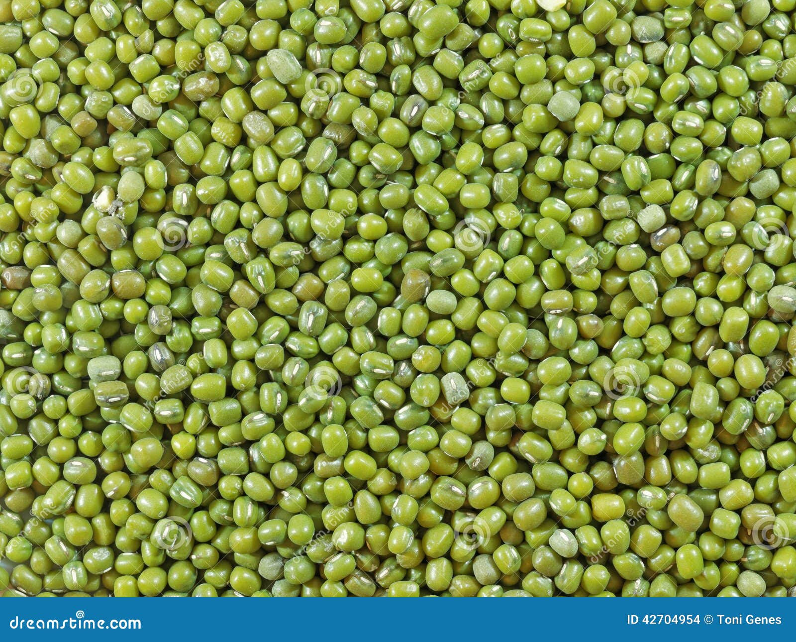 mung bean (vigna radiata)