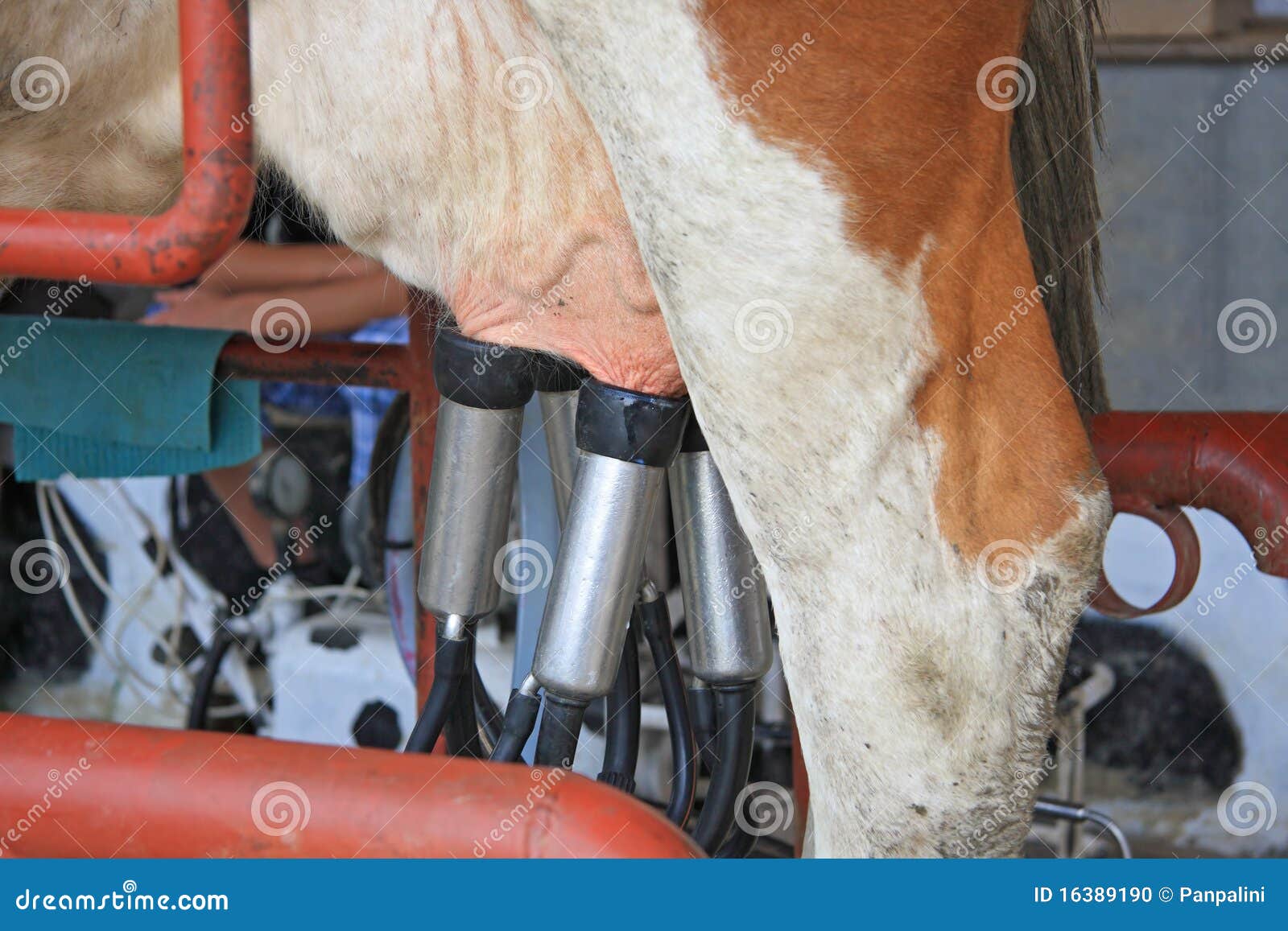 Tazza Per Mungitura Mucca AUNMAS - In Plastica E Acciaio, Design Ergonomico, Per Allevamenti Latte - Foto 6