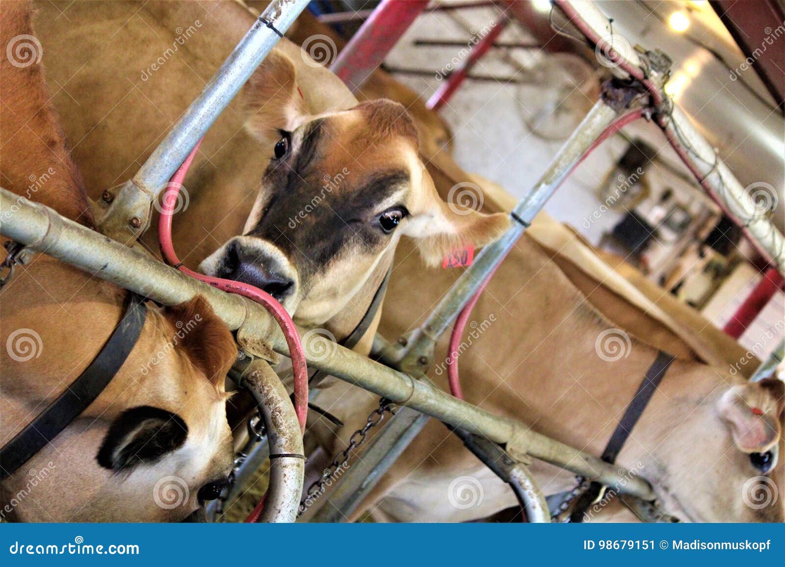 Tazza Per Mungitura Mucca AUNMAS - In Plastica E Acciaio, Design Ergonomico, Per Allevamenti Latte - Foto 13