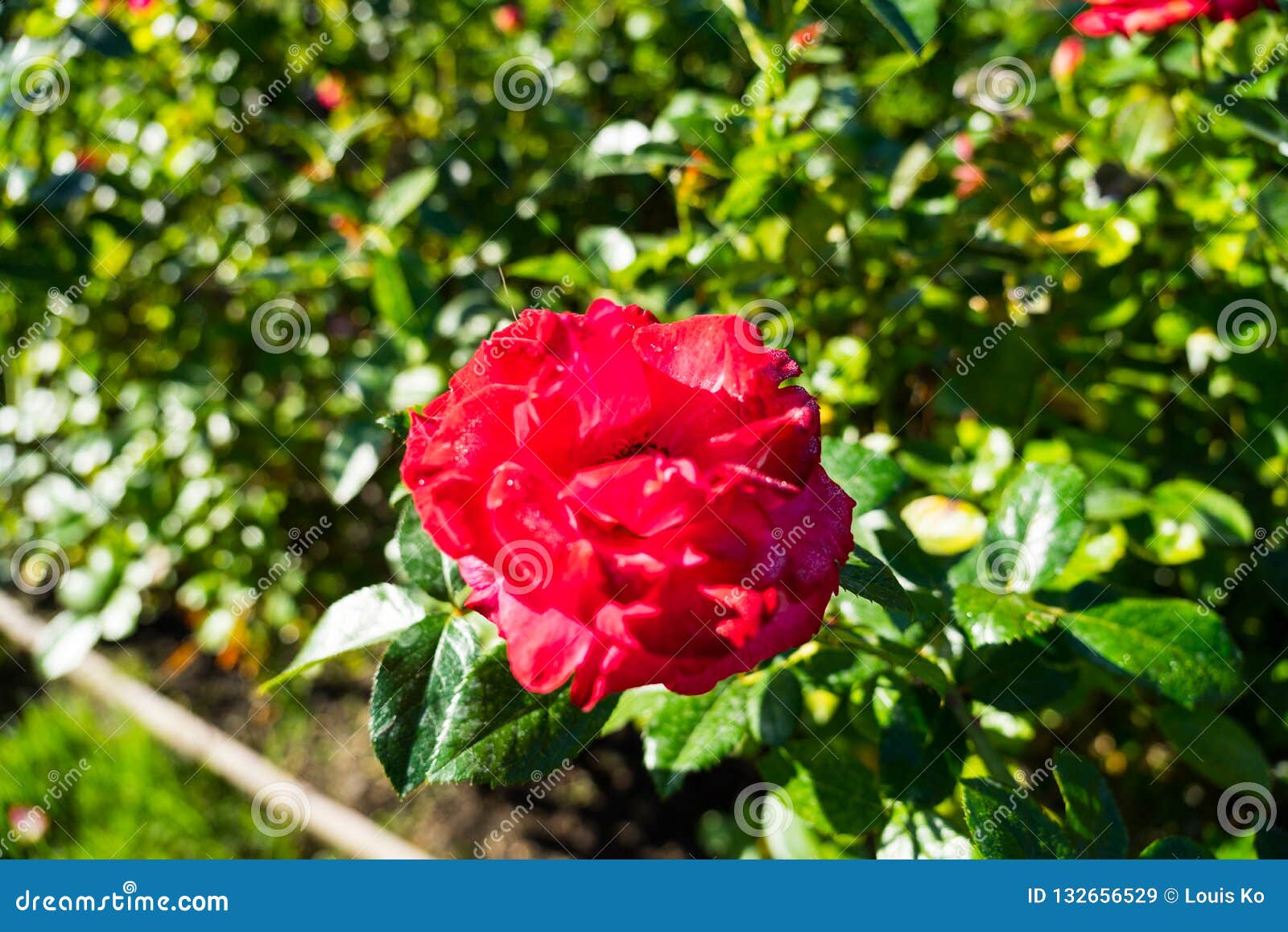 Red Roses Blurry Background In Rose Gardens Stock Image Image Of