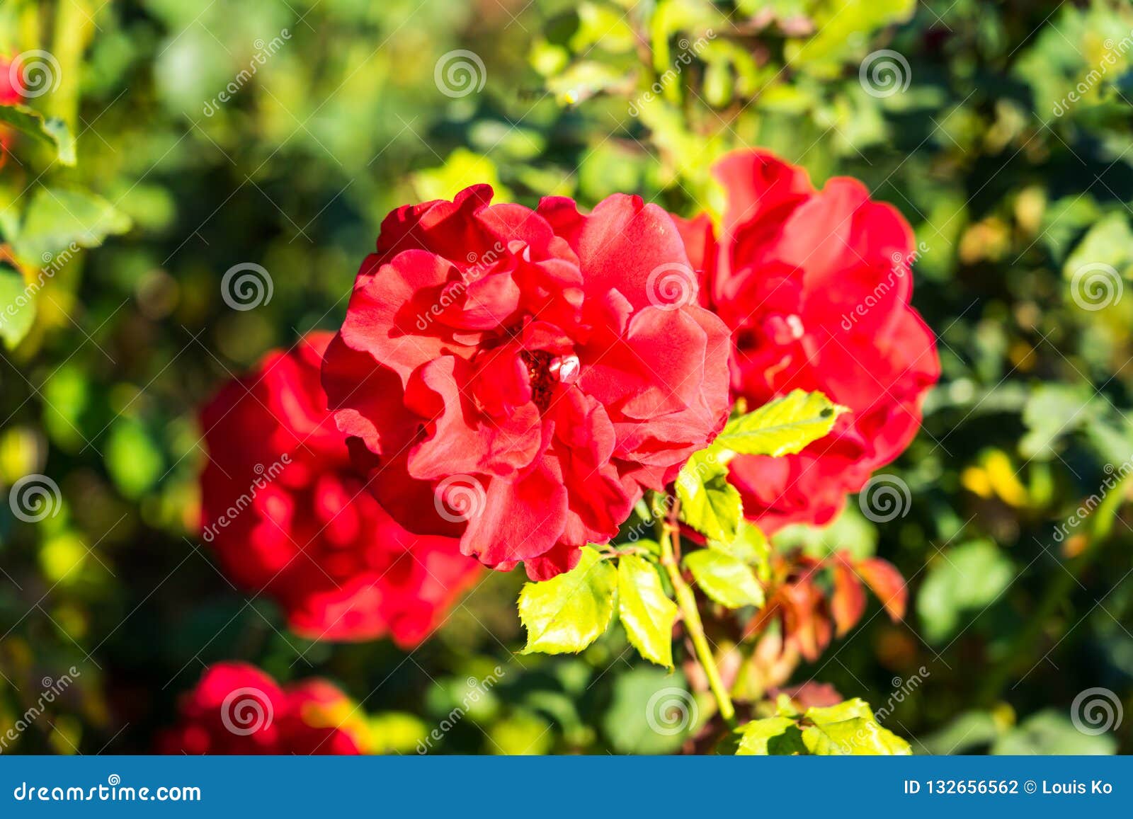Red Roses Blurry Background In Rose Gardens Stock Photo Image Of
