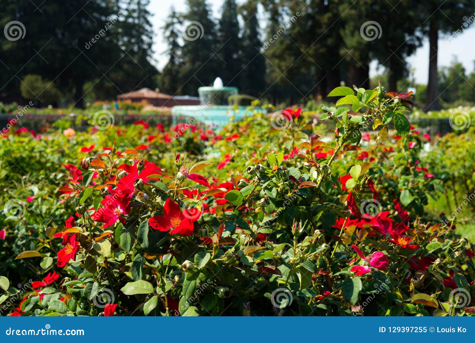 Red Roses Blurry Fountain Background In Rose Gardens Stock Image