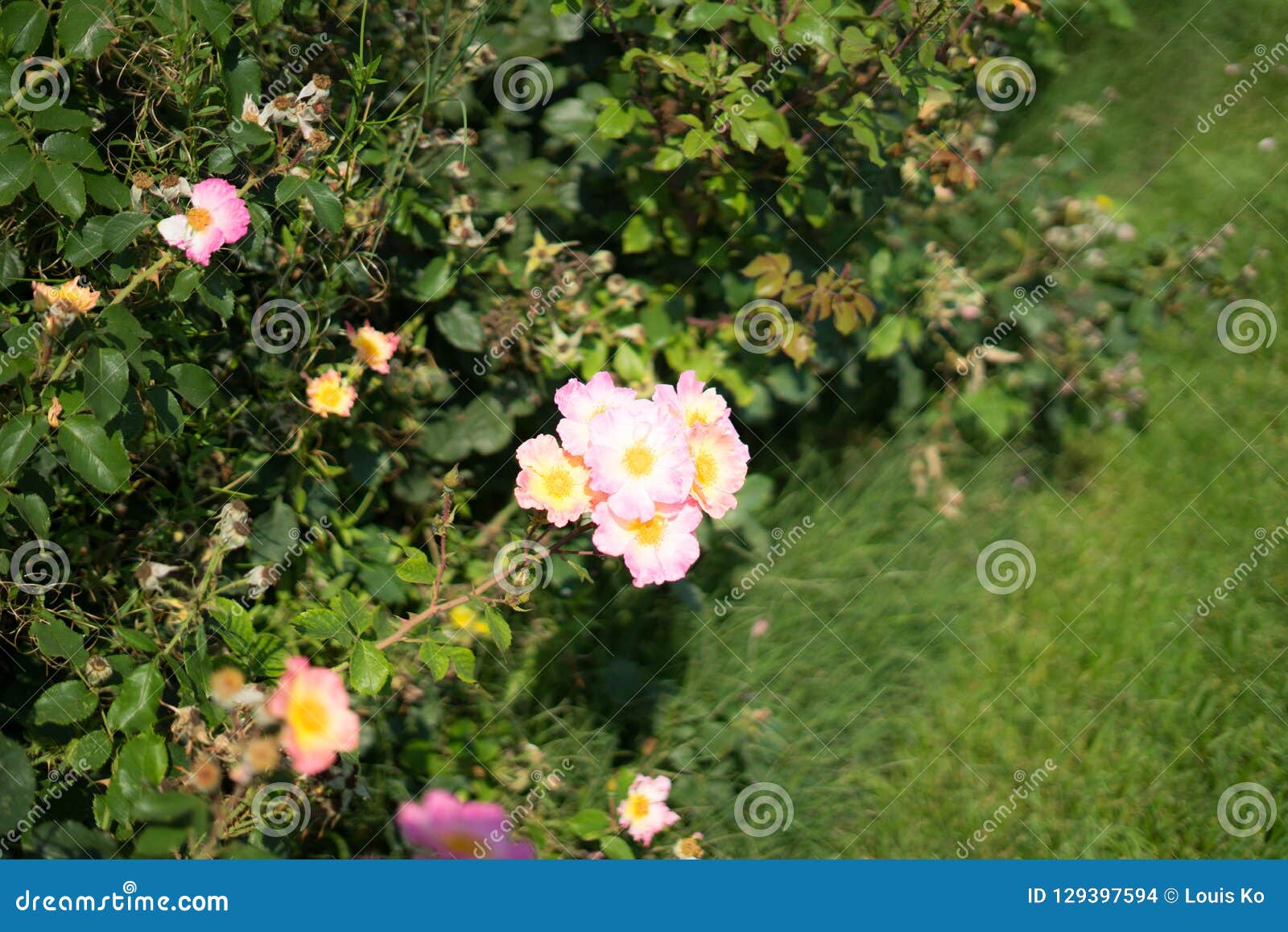 White Rose In Rose Gardens Stock Photo Image Of Blooming 129397594