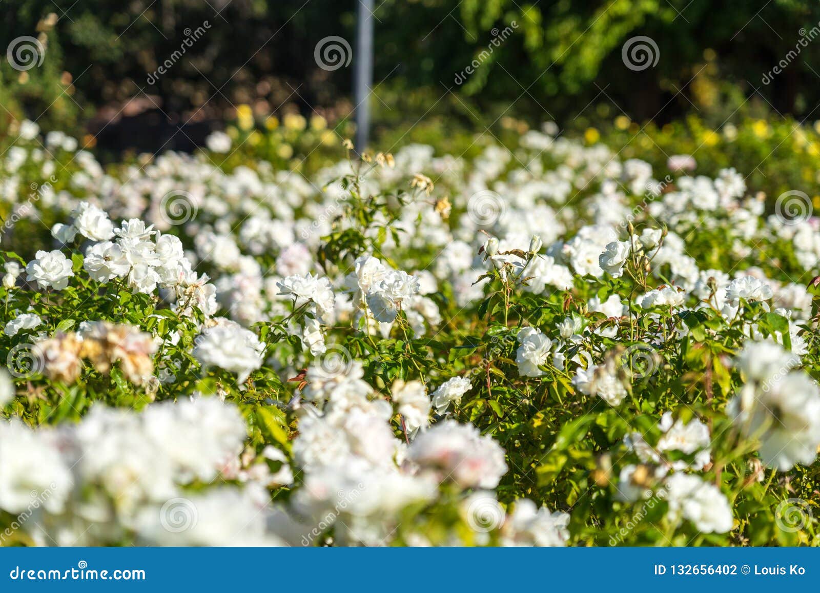 White Roses Blurry Background In Rose Gardens Stock Photo Image
