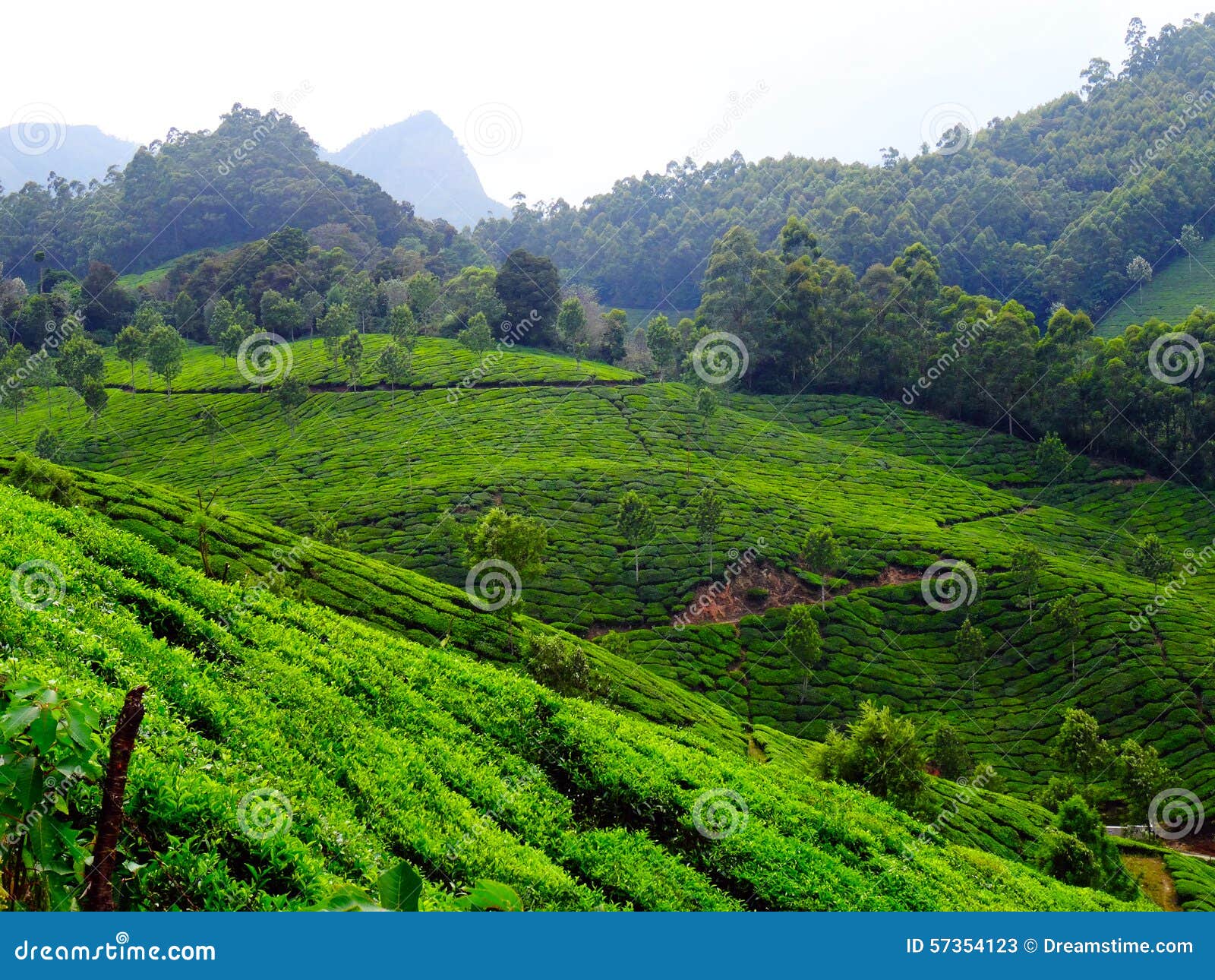 Munnar tea hills stock image. Image of green, kerala 57354123
