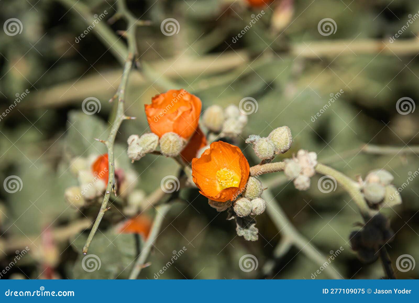 munro's orange globe mallow, also known as munro's globemallow with a blurred saguaro cactus in the