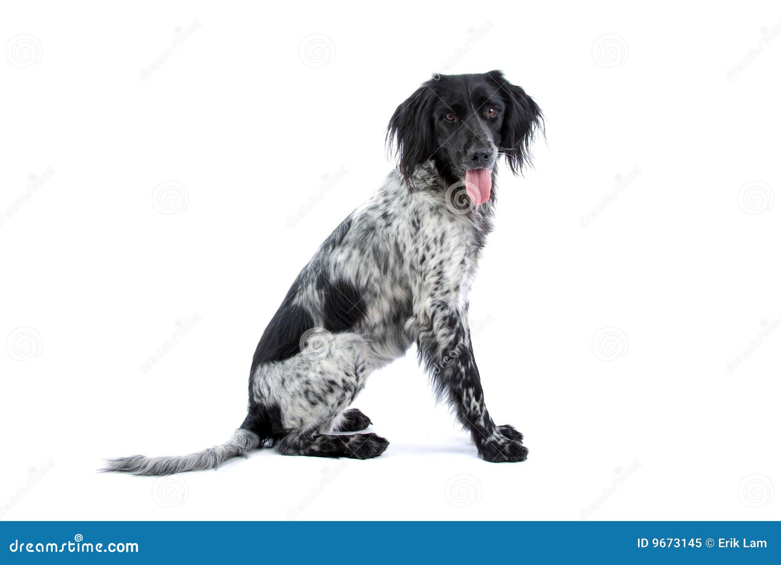 black and white bird dog