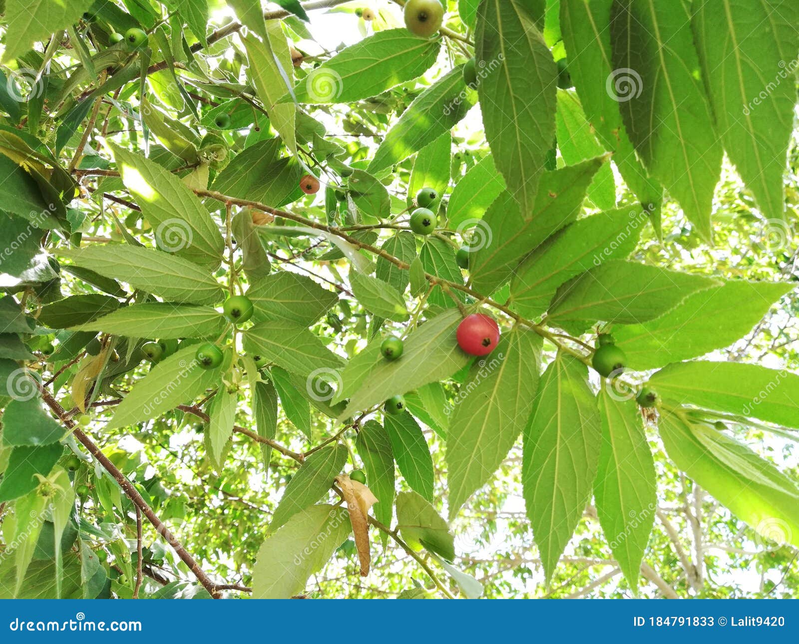 Muntingia Calabura Jamaica Cherry Panama Cherry Singapur Fresa árbol De  Mermelada Imagen de archivo - Imagen de singapur, tamil: 184791833