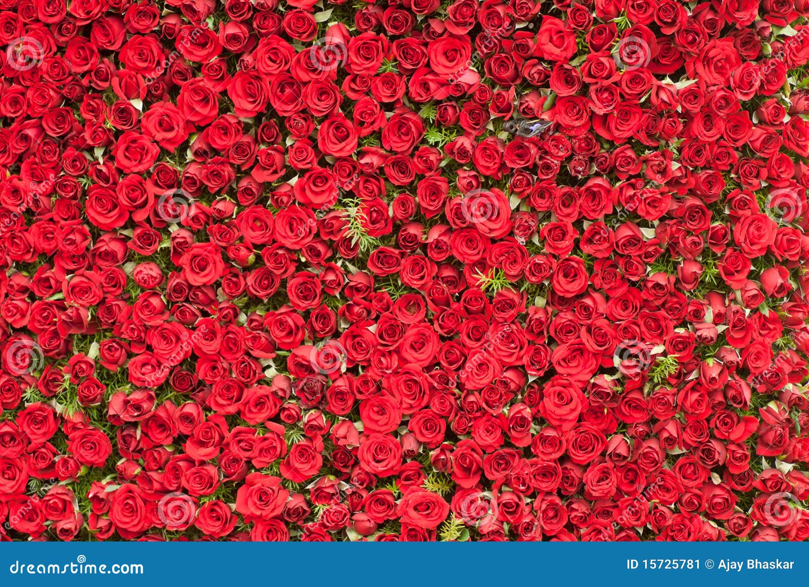 Mur des roses image stock. Image du floral, centrale 15725781
