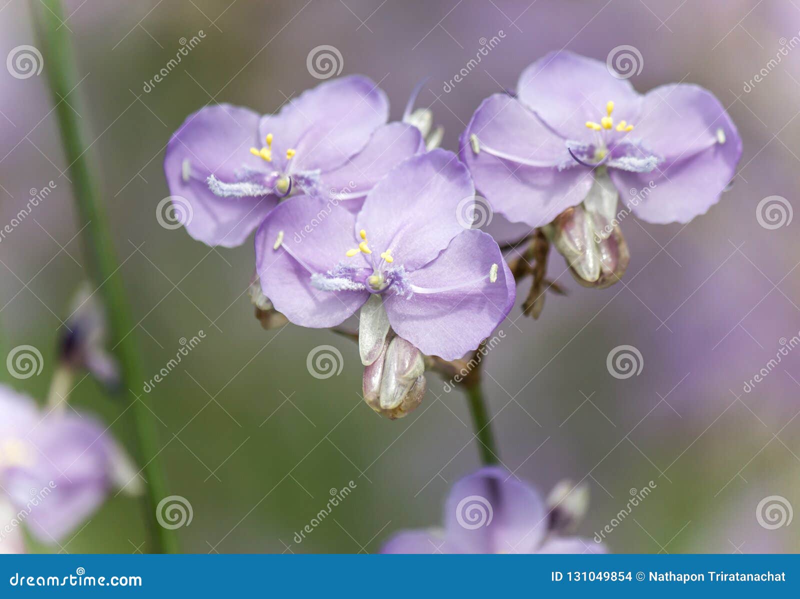 Close-up of Beautiful Light Purple Murdannia Giganteum Flowers Blooming ...