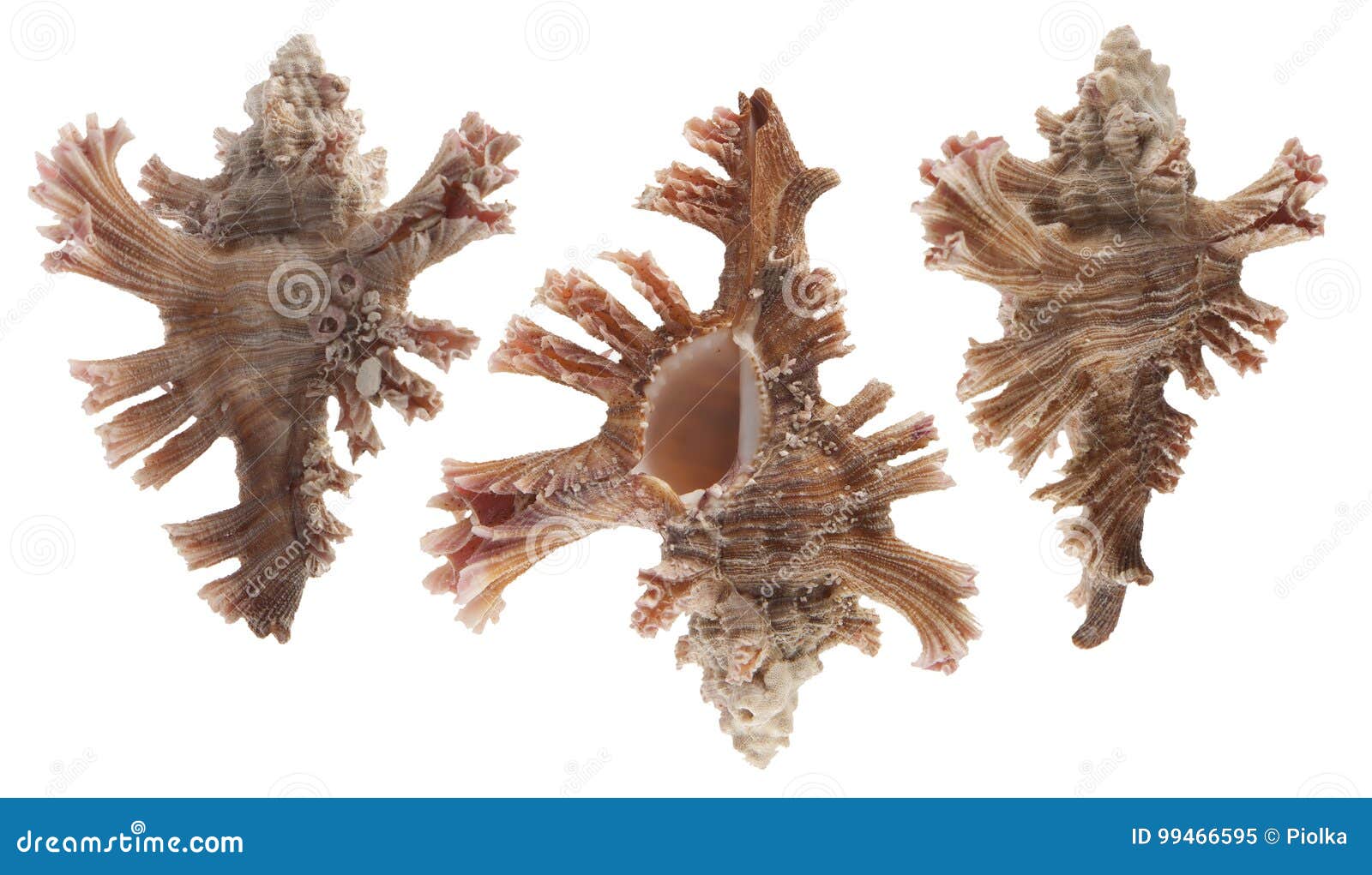 murex sea shell 
