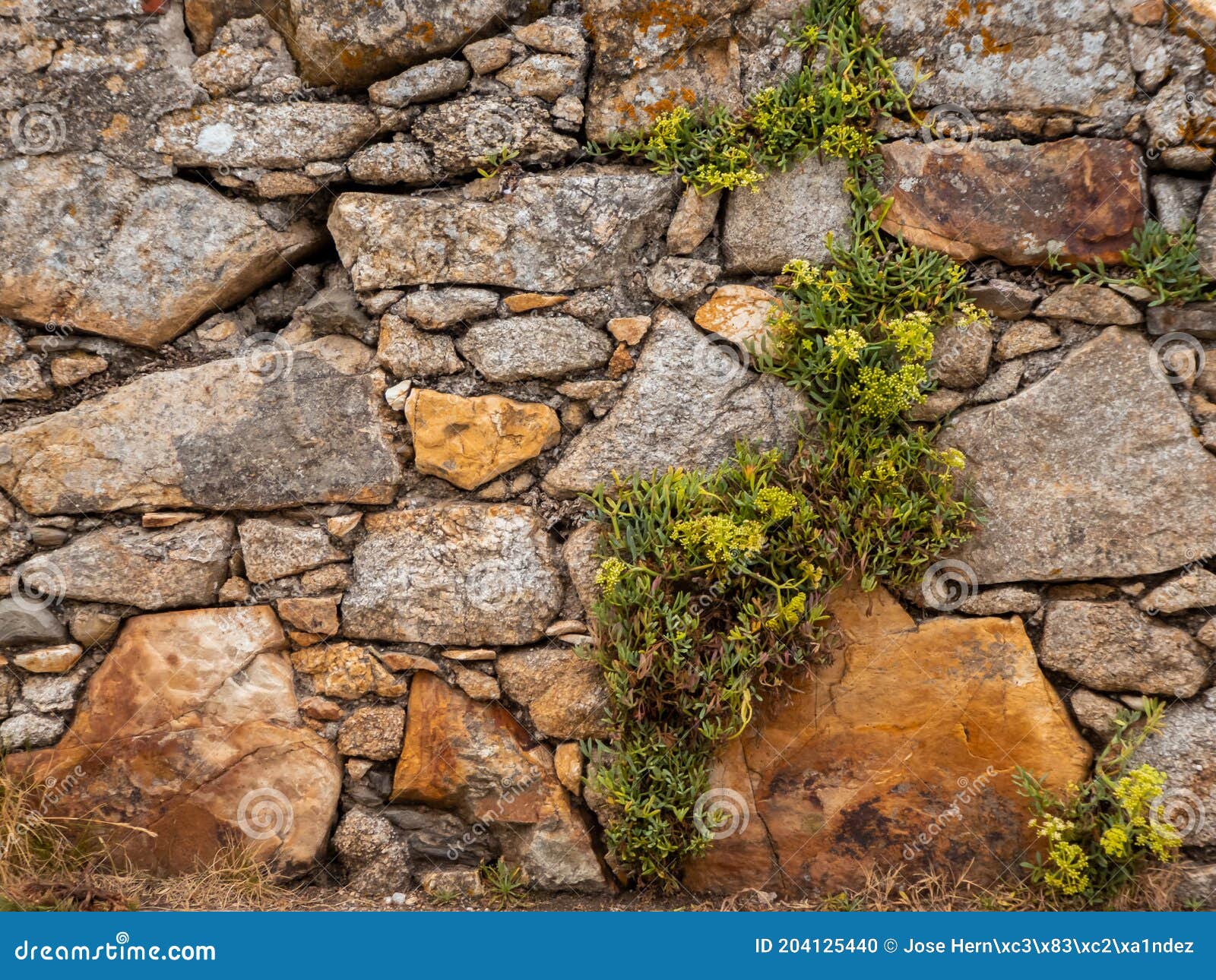 Muro De Pedra Rústica Com Vegetação Crescendo Sobre Ele Foto de Stock -  Imagem de espalhar, verde: 204125440