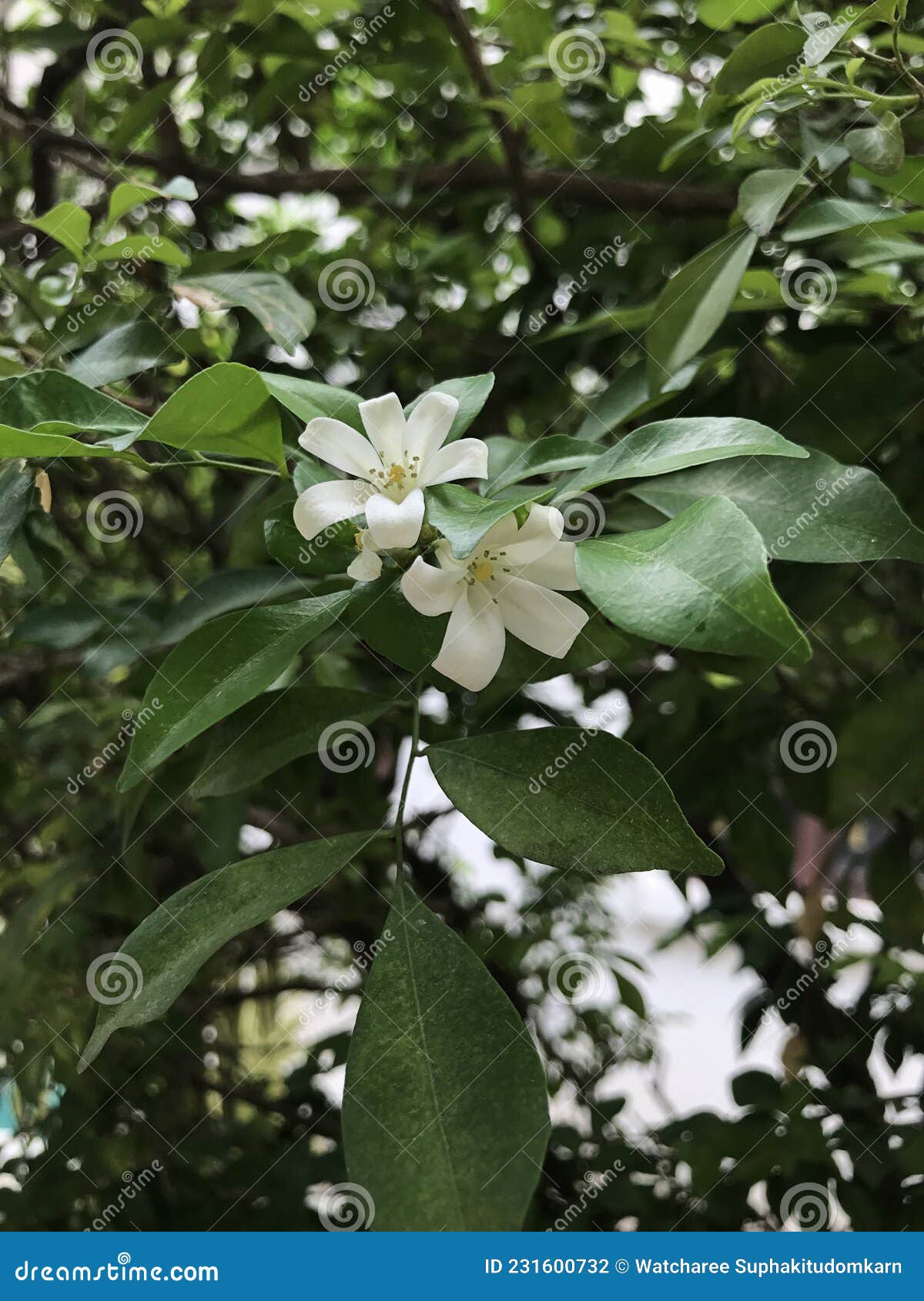 Murraya Paniculata Ou Laranja Jessamina Ou Laranja Jasmim Ou Caixote Do  Vinho Ou Espinho Laranja Ou Casca Cosmética. Foto de Stock - Imagem de  jardim, perfumado: 231600732