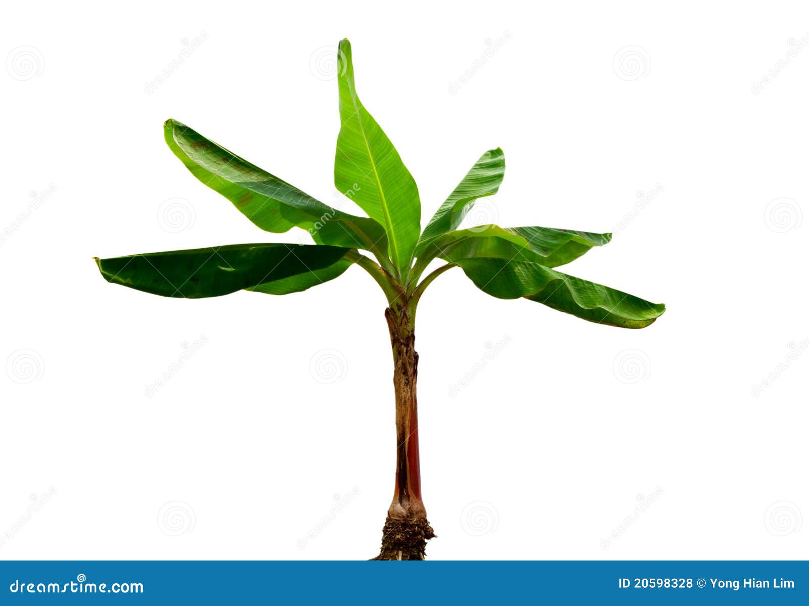 musa banana plant