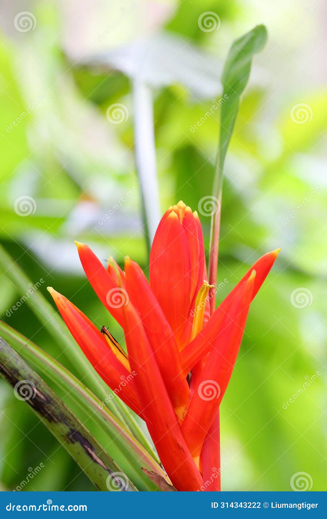 the flowers of musa coccinea