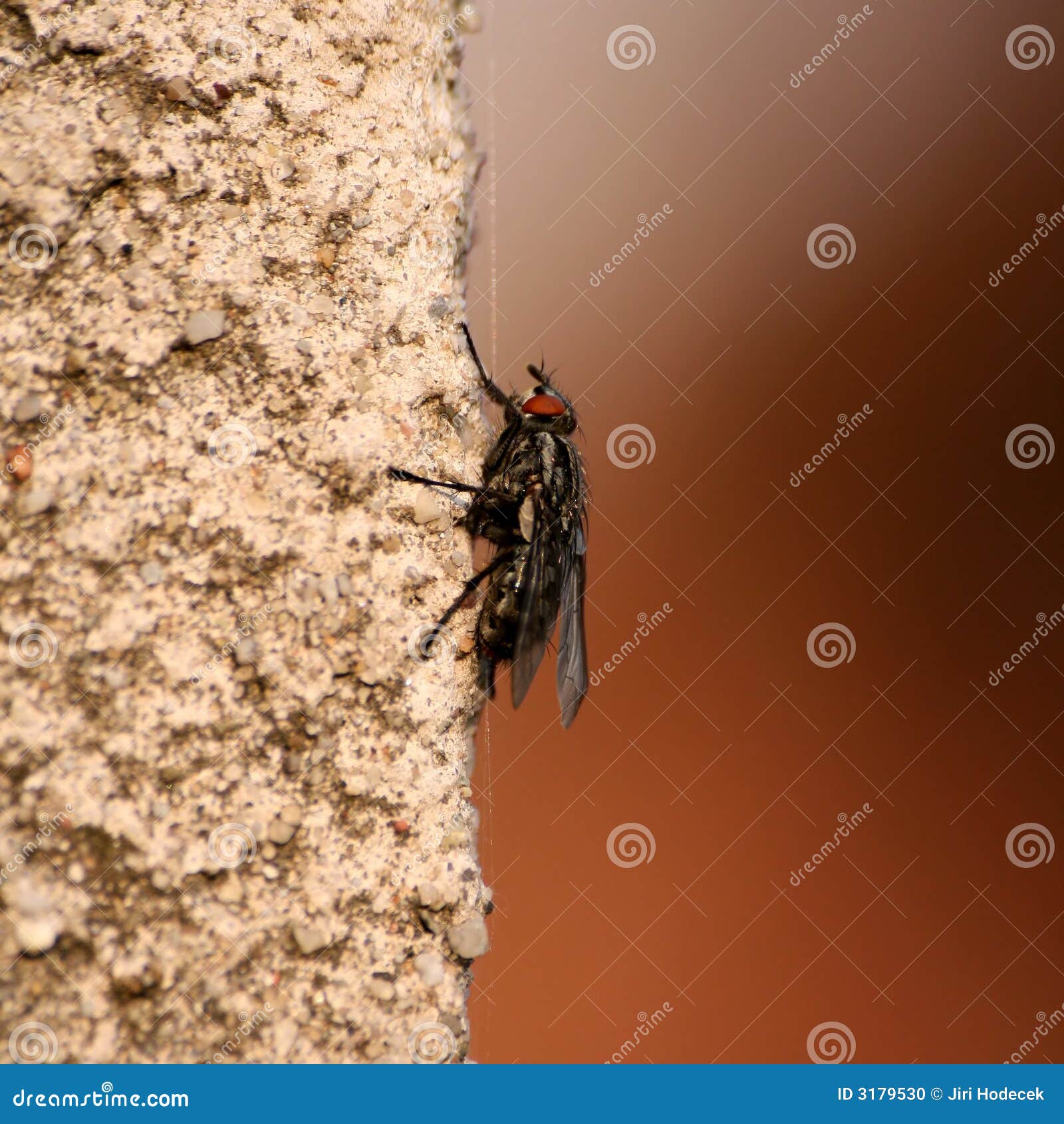 musca domestica on wall