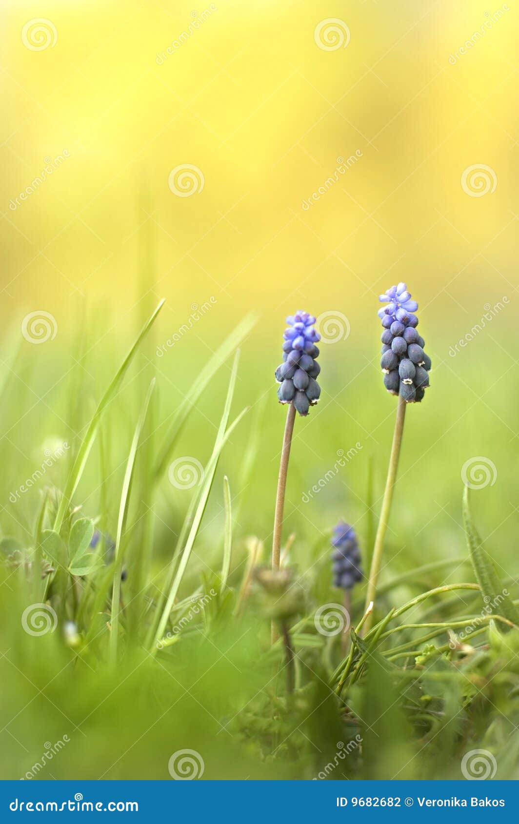 Muscari stock photo. Image of blossom, close, blue, bloom 9682682