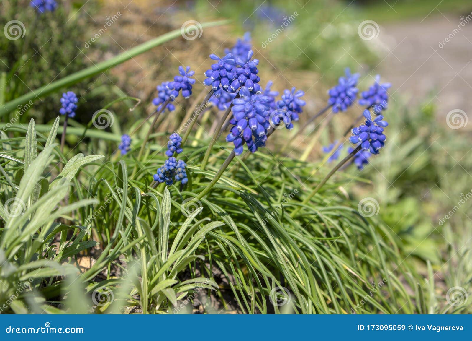 muscari armeniacum blühende pflanze, traubenhyazinthenblumen blue