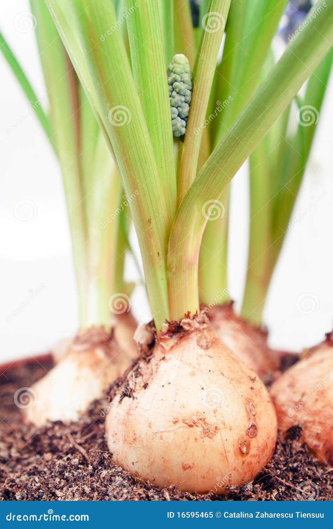Muscari bulb detail stock image. Image of bulb, bouquet 16595465