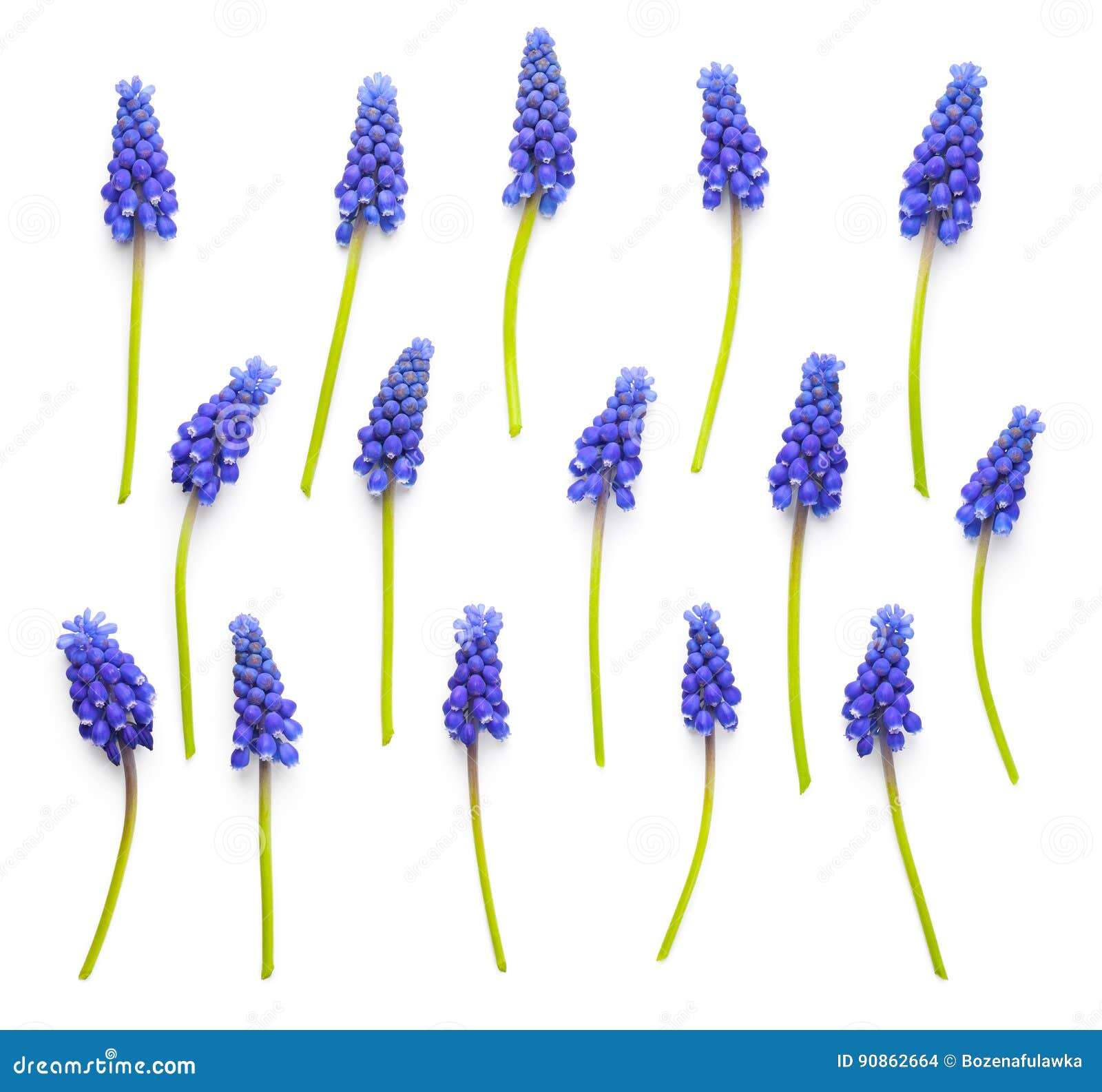 Muscari Flowers Isolated on White Background Stock Photo - Image of ...
