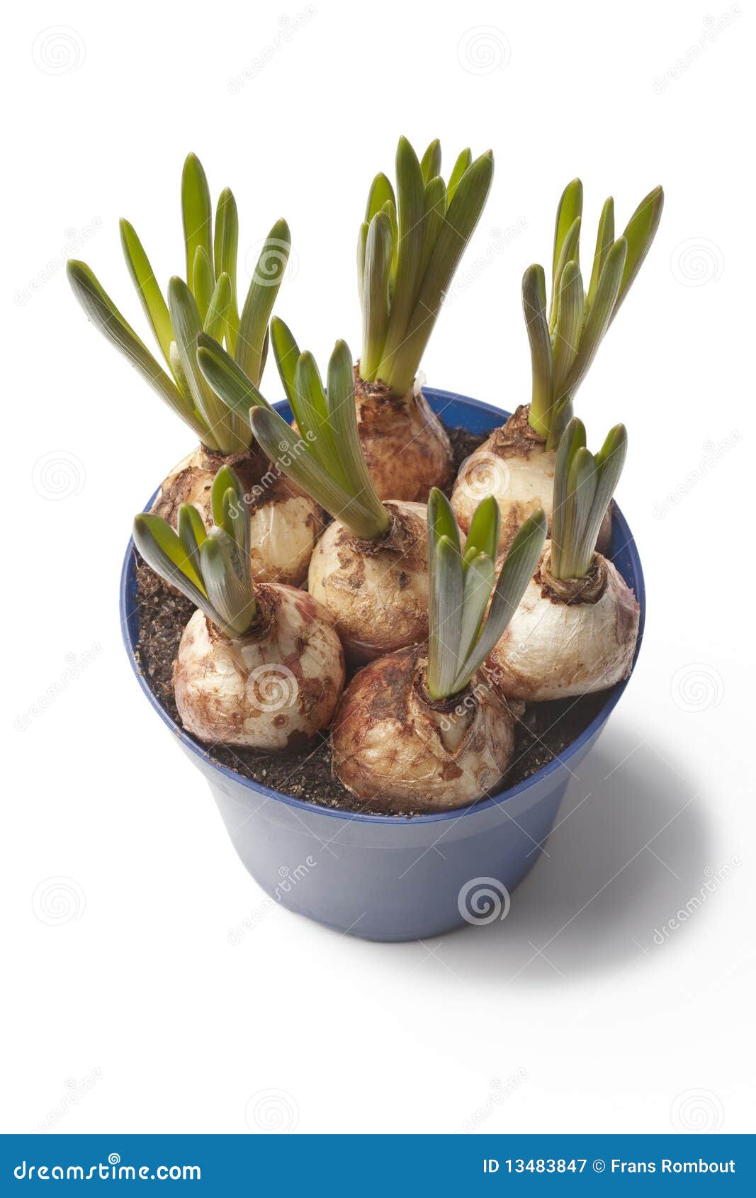 Muscari Grape Hyacinth Bulbs Stock Image Image of growing, vertical